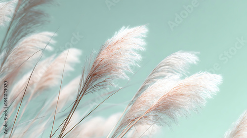 Soft focus pampas grass plumes against a serene sky feathery pastel