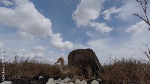 Low wide angle of a Common Ostrich (Struthio camelus) sitting on a clutch of eggs in dry savannah grassland at midday in Kenya