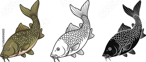 Carp fish illustration set vector drawing design template