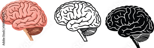 Human brain anatomy illustration medical science concept