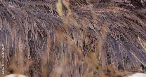 Extreme close up right to left of a Somali ostriches (Struthio molybdophanes) damp feathers  after rains in the savannah in kenya