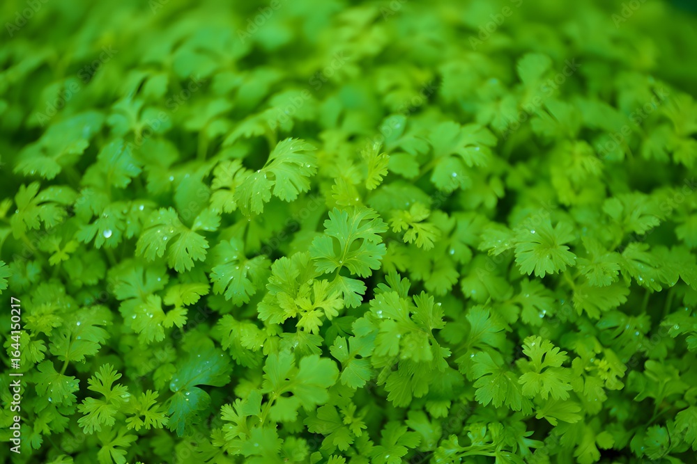 Obraz premium Coriander leaves background 