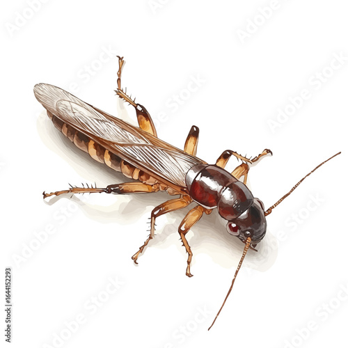watercolor of Earwig, vector, isolated on a white background.