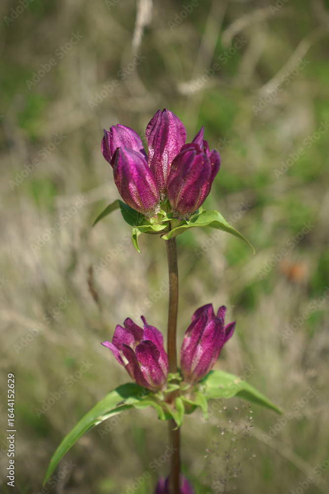 Fototapeta premium Close-up of purple gentian (Gentiana purpurea) blooming on an alpine meadow, vertical composition; ideal for botany, mountain flora, ecology, and conservation themes.