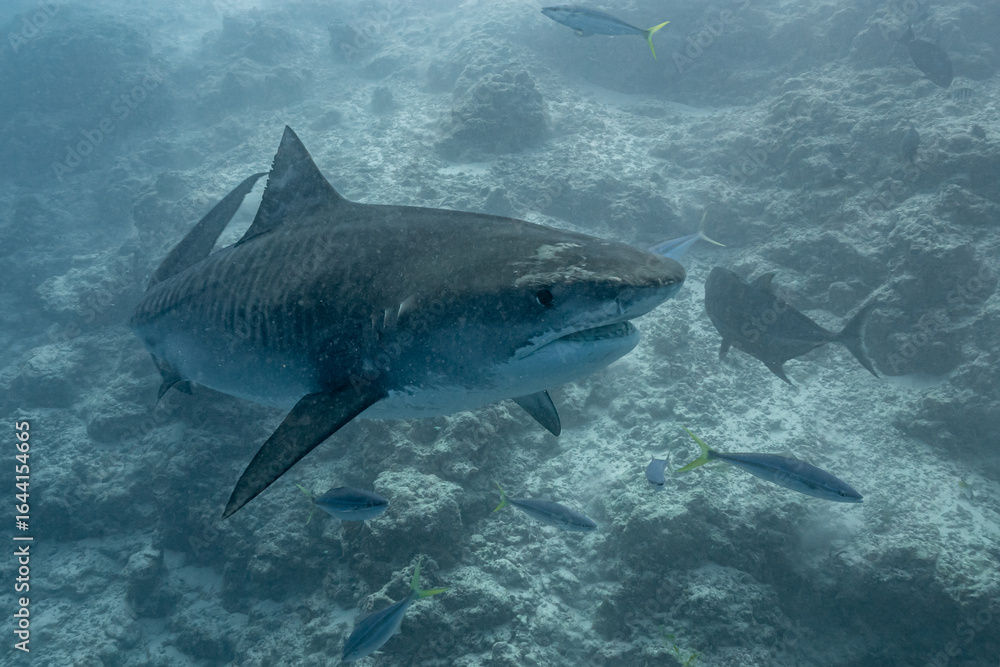 Fototapeta premium Maldives, Fuvahmulah, Tiger Shark (Galeocerdo cuvier)