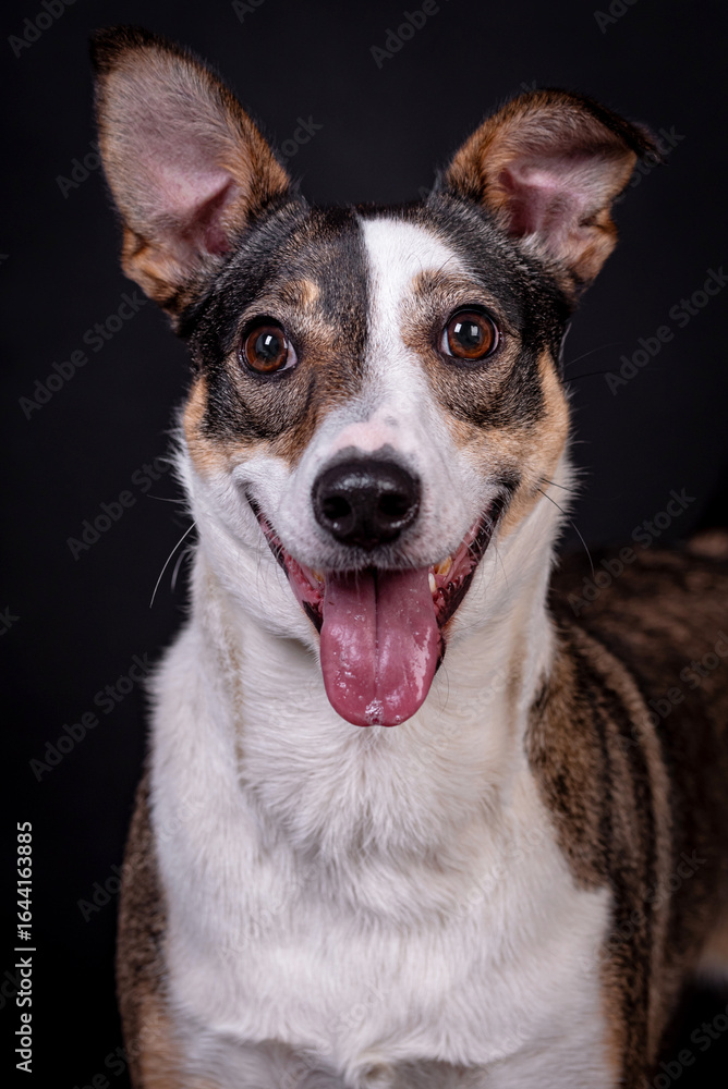 the portrait of happy Mongrel, Mutt Dog
the portrait of happy Mongrel, Mutt Dog