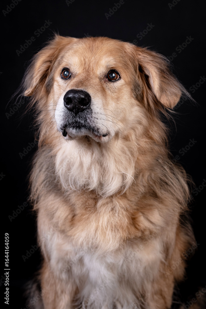 Fototapeta premium the portrait of happy Mongrel, Mutt Dog 