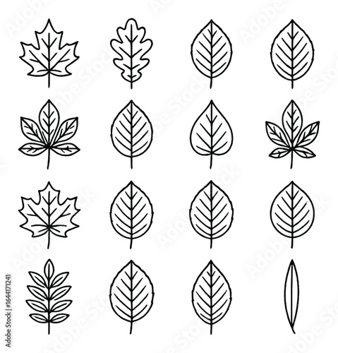 Monochrome outline of various leaf shapes in a grid pattern on gray background