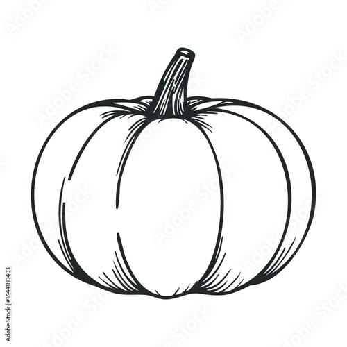 Black and white pumpkin sketch illustration with detailed lines