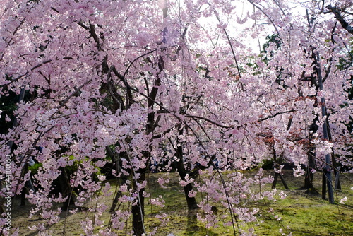 Wallpaper Mural 日本、京都、平安神宮、神苑、桜、花、庭園、春、歷史名勝、綠色、風景、青空、春、写真素材	
 Torontodigital.ca