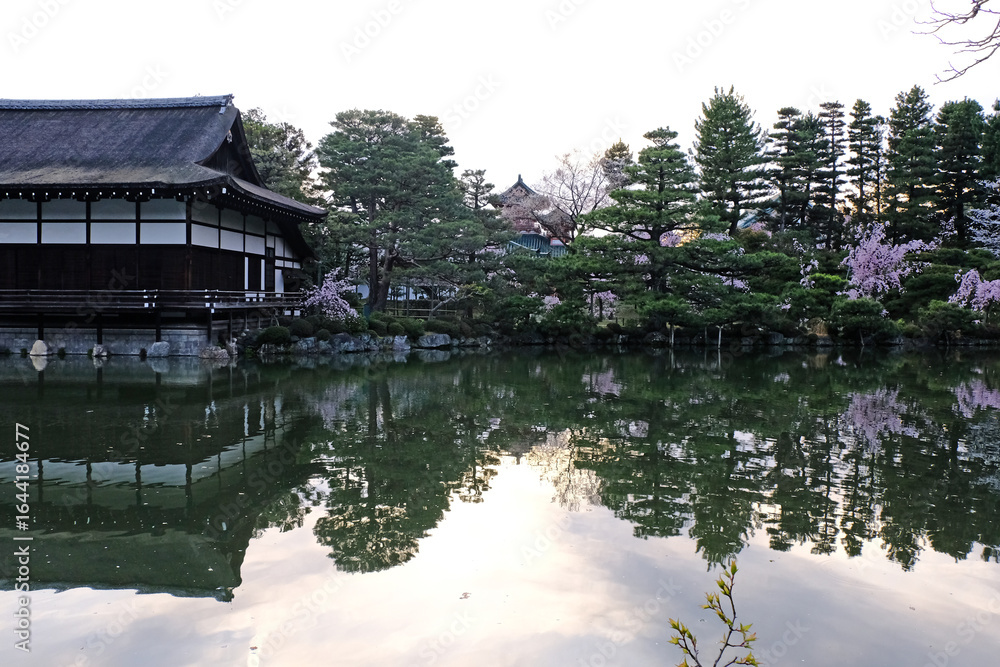 Obraz premium 日本、京都、平安神宮、神苑、桜、花、庭園、春、歷史名勝、綠色、風景、青空、春、写真素材 