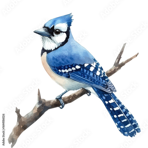 Blue Jay, watercolor drawing vector, isolated on a white background.