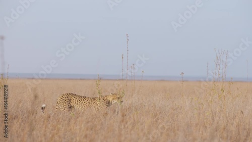 Extreme wide slider left to right of a cheetah walking through savannah grassland in kenya 