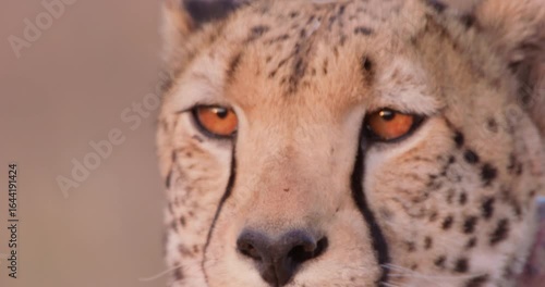Extreme close-up of face of Cheetah (Acinonyx jubatus) scanning savannah in evening in Kenya
