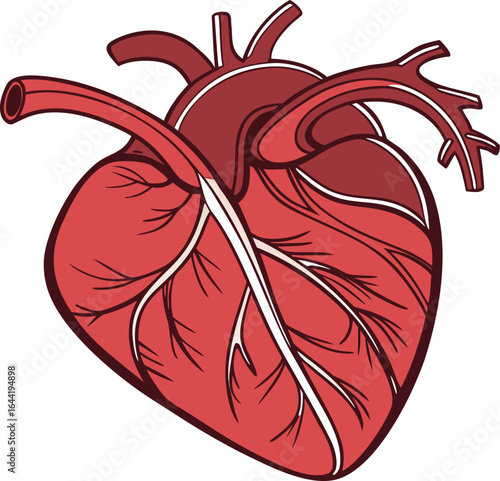 Realistic Heart Illustration for Medical and Scientific Art. Detailed Realistic Human Heart Drawing for Education. Professional Realistic Heart Artwork for Healthcare Projects. Anatomical Realistic