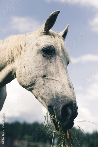 Portrait of a grey Horse outdoors.	Orlov trotter.
