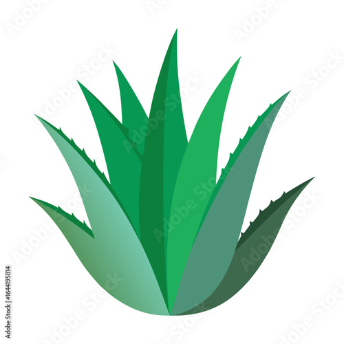 Aloe Vera on White Background