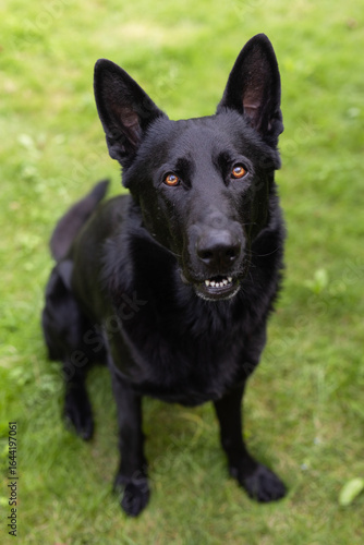 Portrait of a black German shepherd dog in a garden. Purebred dog lying on the grass in the yard in summer.	