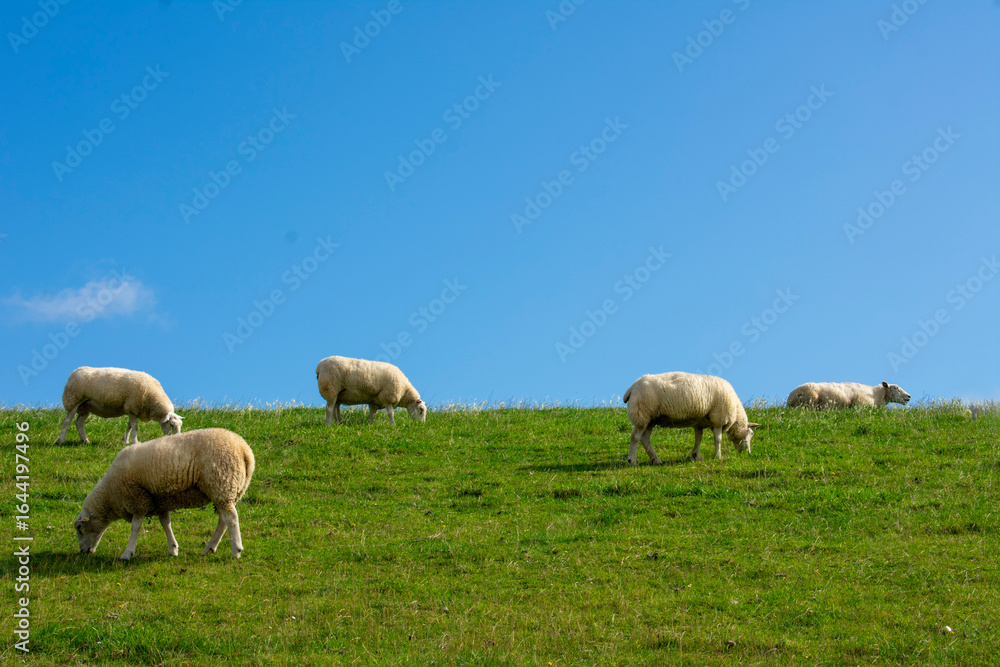 Schafe grasen und Faulenzen auf einer saftigen, grünen Wiese auf dem Damm von Fedderwardersiel bei blauem Himmel. Schafe grasen und Faulenzen auf einer saftigen, grünen Wiese auf dem Damm von Fedderwardersiel bei blauem Himmel.