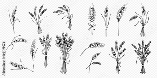 Collection of hand-drawn wheat illustrations, including single stalks and tied bundles, in a monochrome, vintage style.