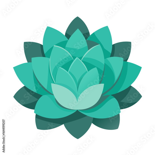 Echeveria Succulent on White Background