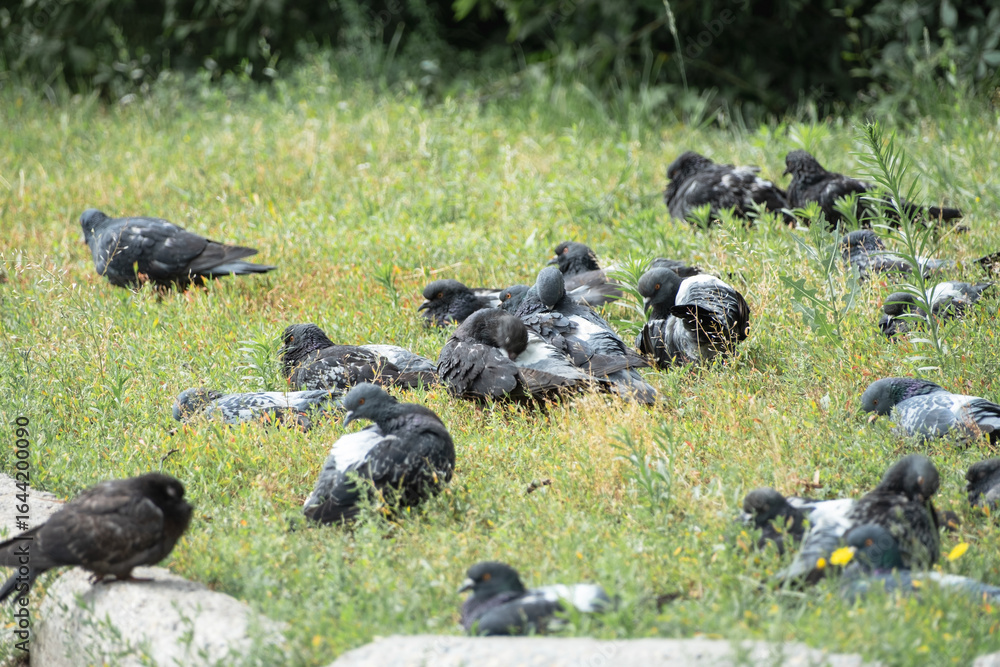 Fototapeta premium a flock of pigeons resting in the park lying on the grass
