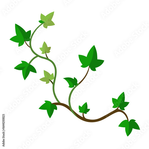 Ivy Vine on White Background