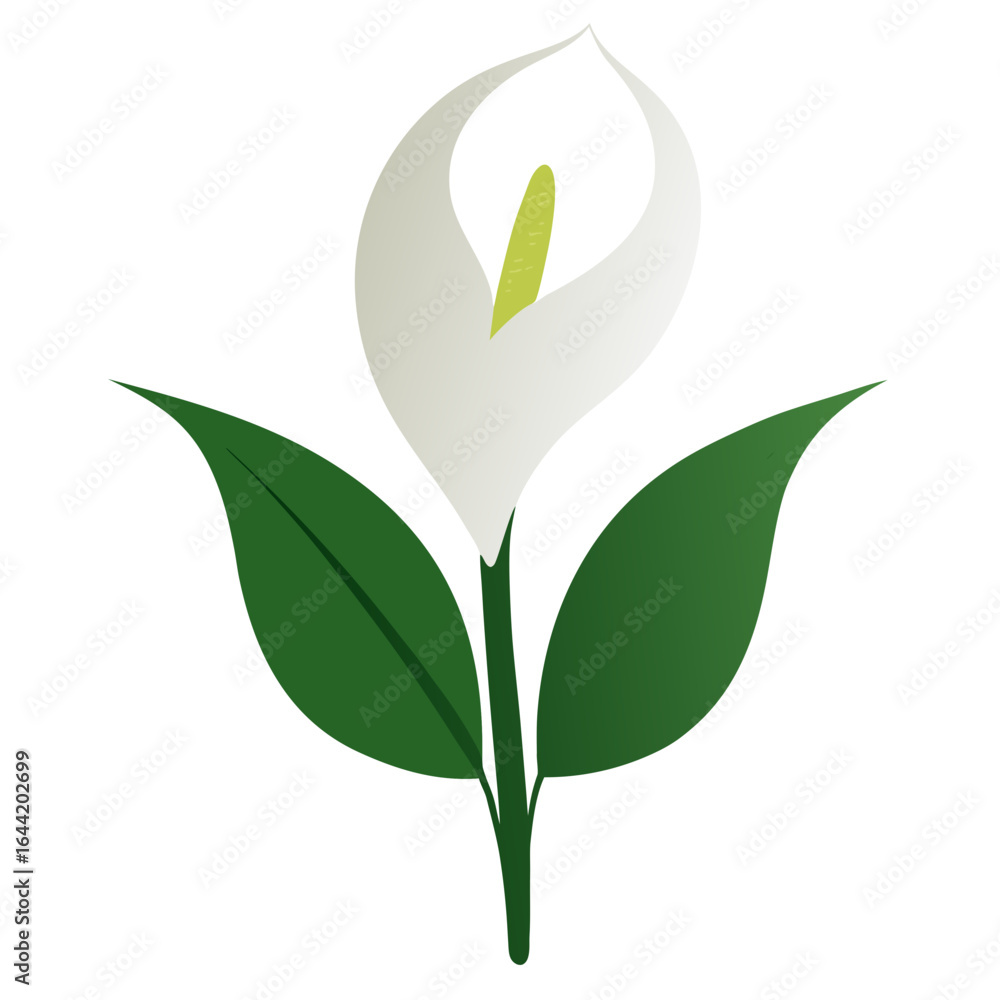 Obraz premium Peace Lily on White Background