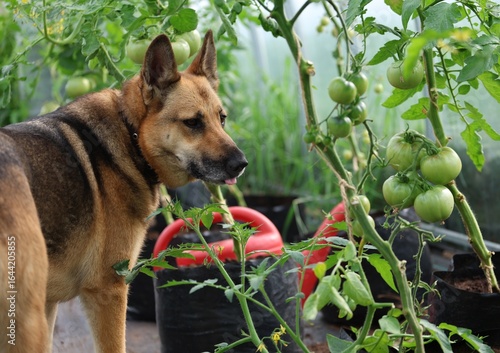 Alert German Shepherd in a greenhouse surrounded by green tomato plants and gardening tools