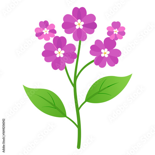 Verbena Bloom on White Background