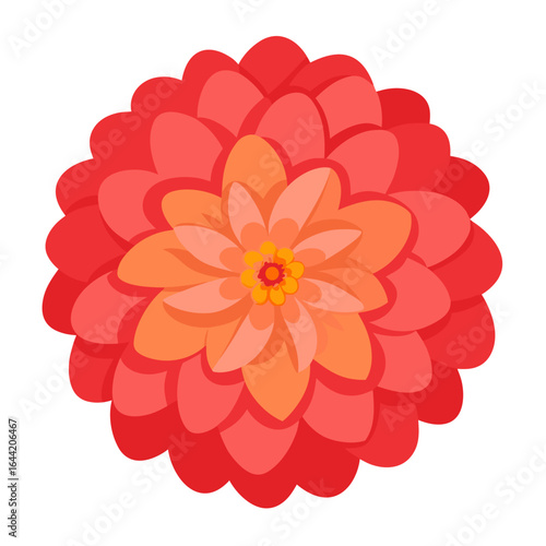 Zinnia Petals on White Background