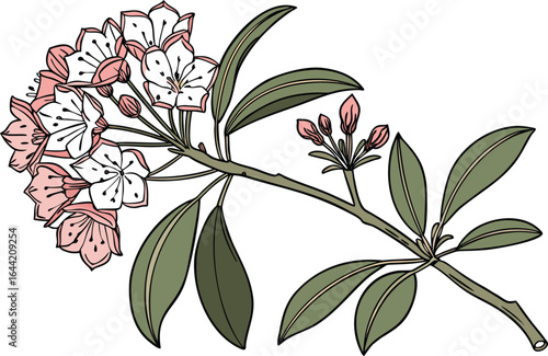 Realistic Mountain Laurel Illustration for Botanical and Nature Art. Detailed Mountain Laurel Drawing for Garden and Floral Projects. Professional Realistic Mountain Laurel Artwork for Plant