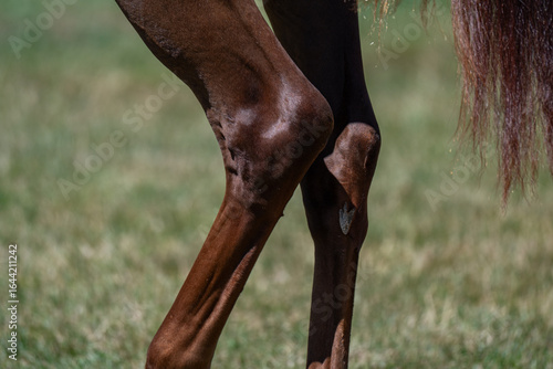 Anatomical Detail of a Horse's Hock Joints