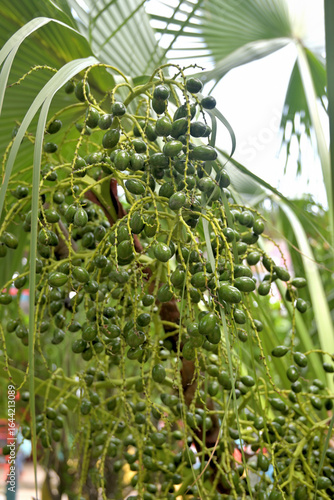 Close-up of a date palm showcasing clusters of green dates hanging amidst large, fan-shaped leaves.