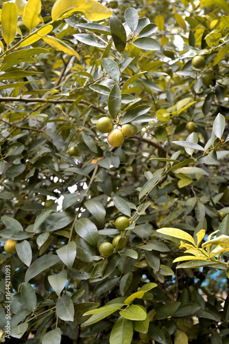 A dense arrangement of green foliage and small, round fruit resembling lime or citrus, possibly from the Rutaceae family.