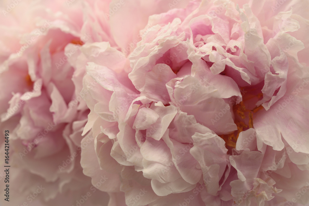 Fototapeta premium Smoke Close-up Pink, beige cream Peony Flower bud Petals. Natural art blur background.