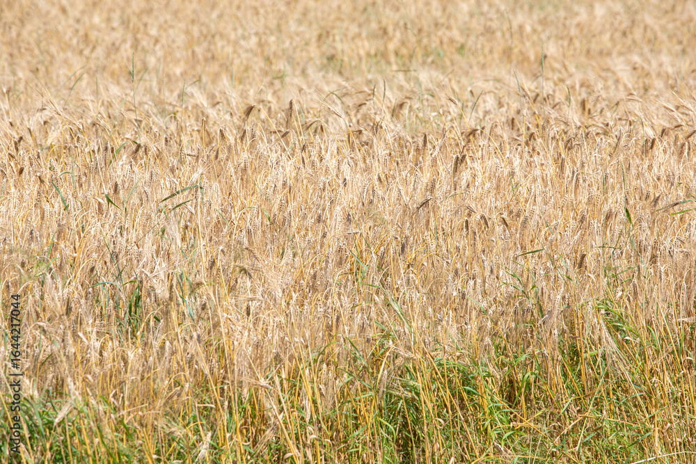 Fototapeta premium A beautiful field with ears of wheat during the summer day.