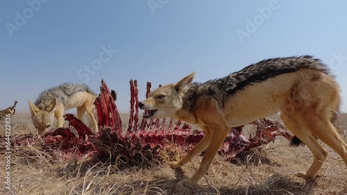 Low wide angle of a pair of Black-backed Jackals (Lupulella mesomelas) feeding on a carcass in dry savannah grassland at midday in Kenya
