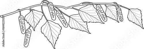 Bild auf Leinwand Coloring page with birch branch with catkins and leaves isolated on white backgr