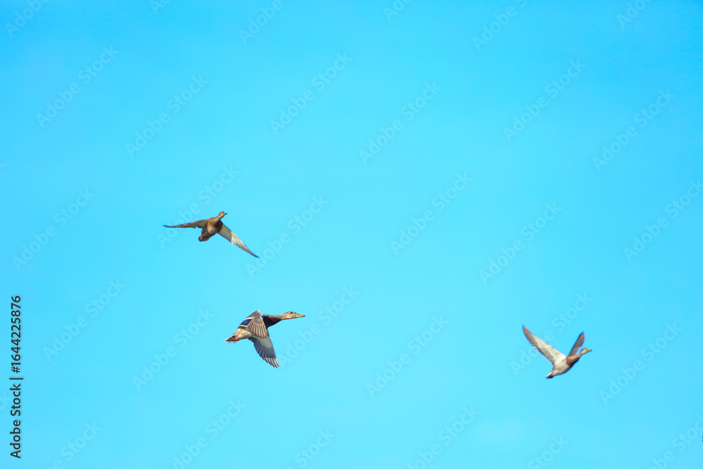 Obraz premium birds in flight
