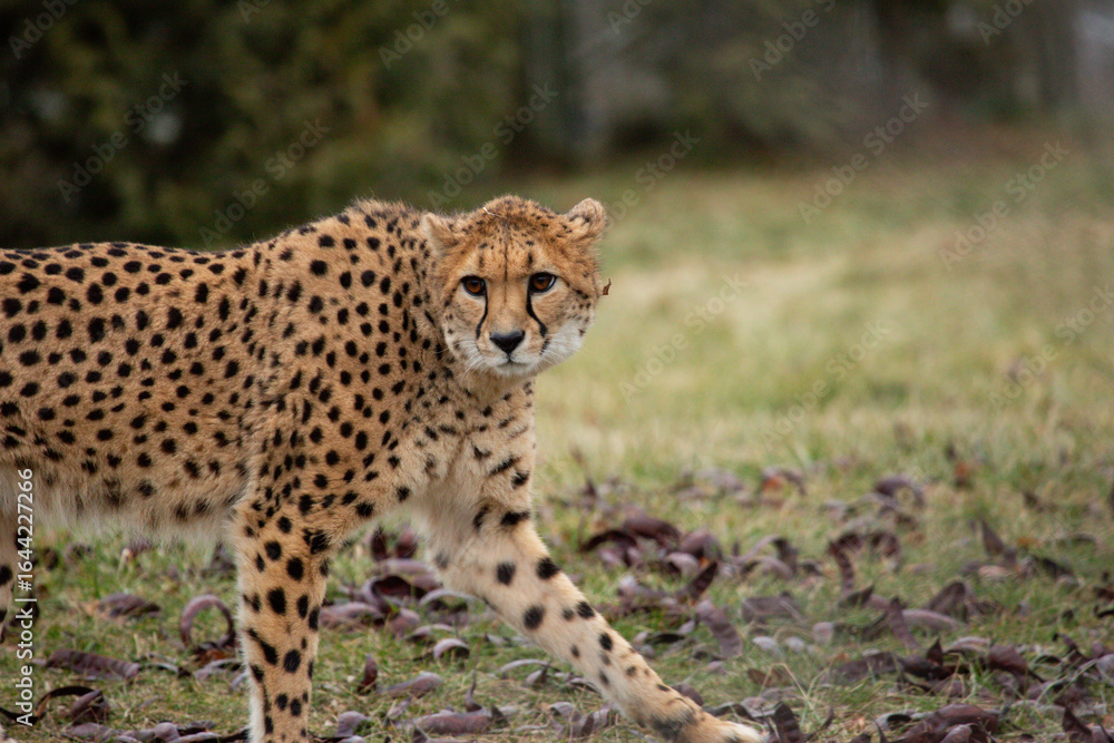 Fototapeta premium cheetah in the grass