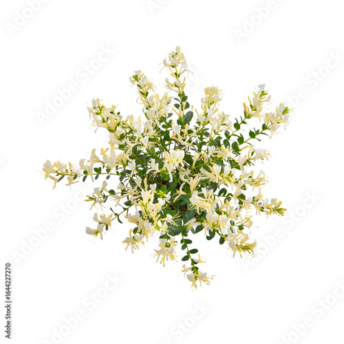 Creamy White Honeysuckle Creeper Plant, Overhead View, Spring Bloom, Isolated on Black Background