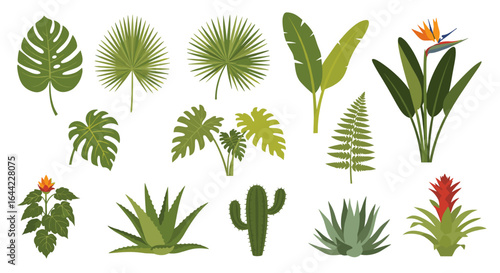 Illustration of various tropical plants including monstera palm fern and bird of paradise flowers isolated