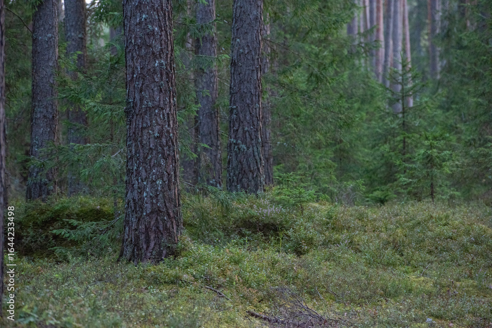 Obraz premium path in the woods