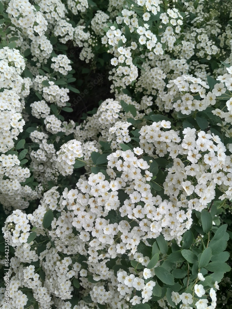 Bridal wreath spirea clusters of small white flowers with yellow centers on a green-leaved bush Bridal wreath spirea clusters of small white flowers with yellow centers on a green-leaved bush
