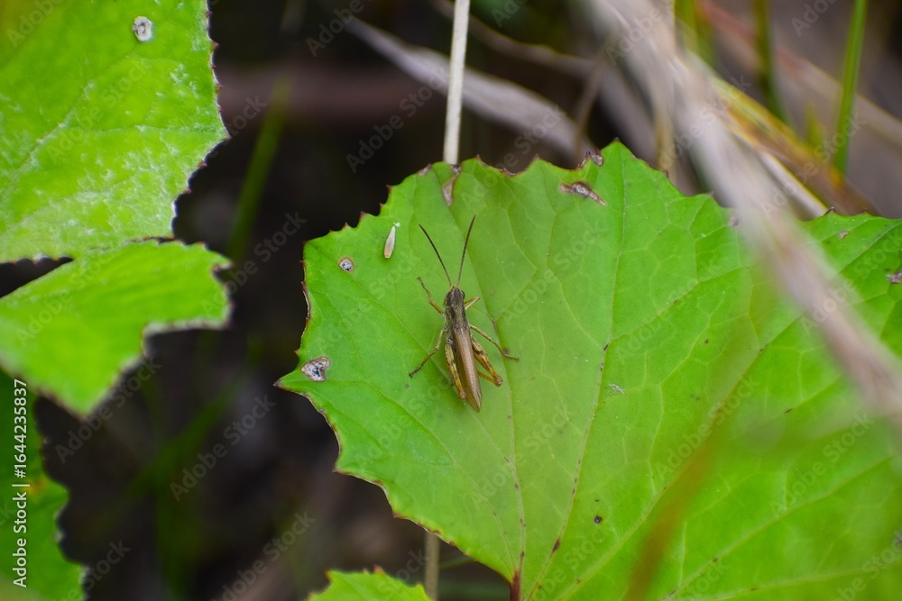 Fototapeta premium Photo. Japanese pine cricket. On a green leaf.