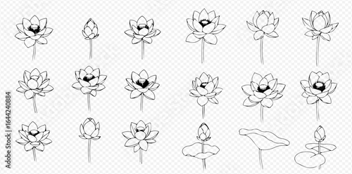 Collection of lotus flower illustrations in various stages of bloom, including buds and open blossoms, in a line art style.