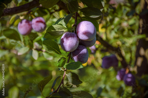 Wallpaper Mural Ripe plums on a branch growing in the garden. Torontodigital.ca