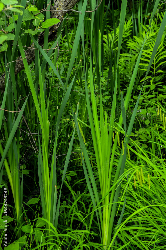 fresh green grass fresh green grass