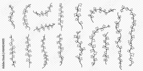 Collection of hand-drawn ivy vines in various shapes and orientations, isolated on a transparent background.